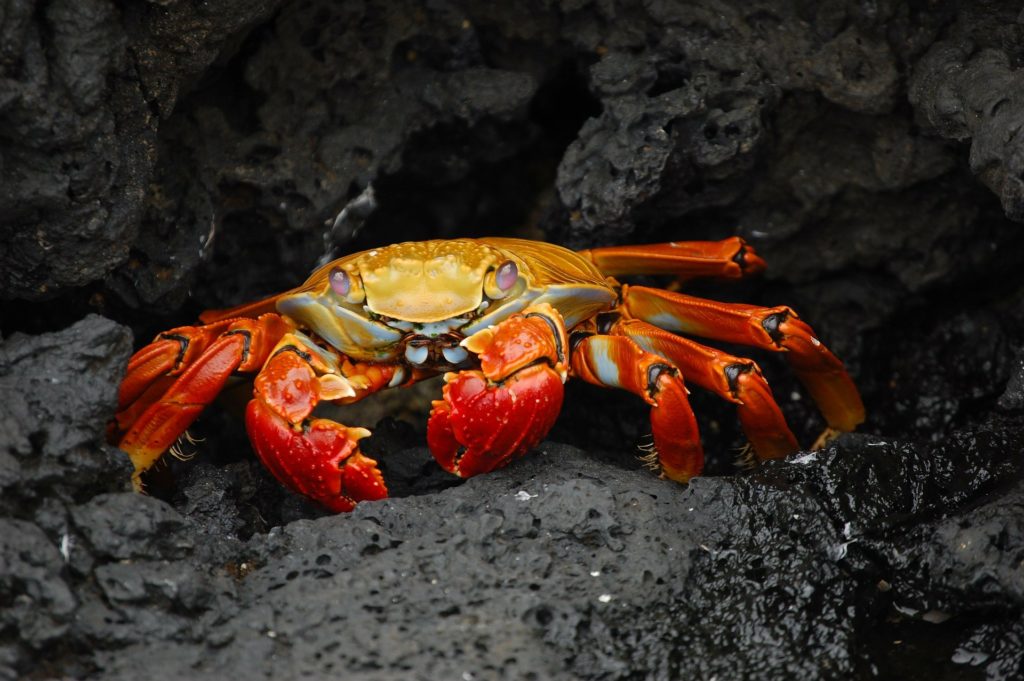Yes, the trip really was that miserable, and a pinch from a crab is over much sooner. Galápagos Island Image: A Sally Lightfoot Crab sits in a the opening or gap of a series of dark, charcoal-colored rocks.