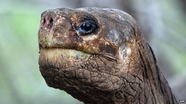 Everyone deserves a friend. Let this be a reminder to tread lightly when visiting someone else's home. Galápagos Islands Image: A close-up of the expressive face of Lonesome George when he was still alive.