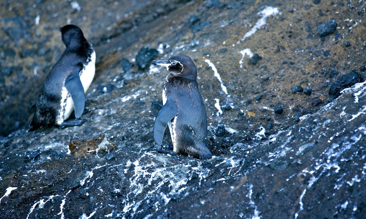 The Galápagos Islands are special but not fancy — these penguins just make it look that way. Ecuador Wildlife Image: Two black and white penguins are seen on the rocks of the Galapagos.