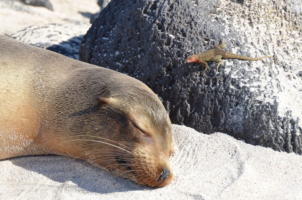 These animals know how to share the Galápagos Islands. Are you going to let them best you? Galápagos Islands Image: A sea lion naps whilst a tiny lizard sits on a nearby rock; both are enjoy basking in the sunshine.