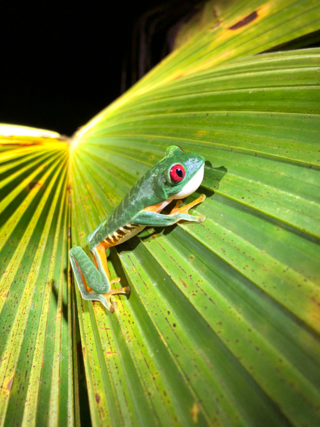 Costa Rica Green Season Adventure Image: A red-eyed tree frog rests on a palm frond.