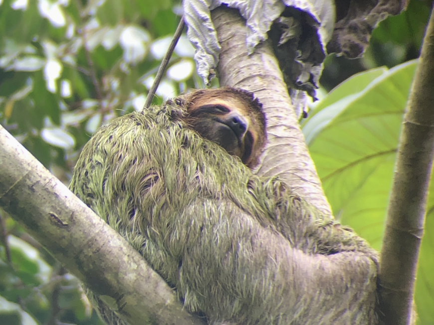 Costa Rica Green Season Adventure Image: A three-toed sloth sits up in tree branches, appearing to smile.