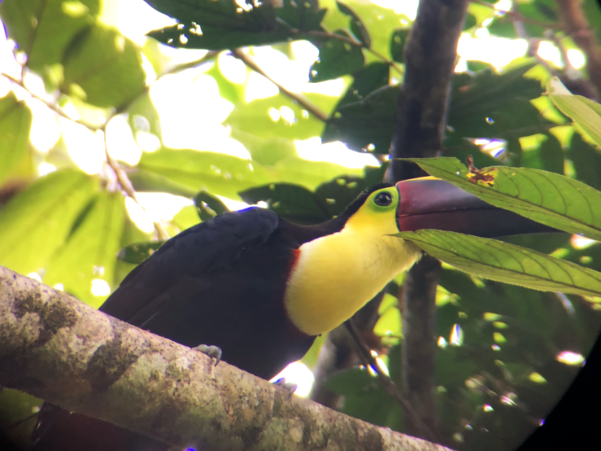 Costa Rica Green Season Adventure Image: A chestnut-mandibled toucan sits up in a tree branch.
