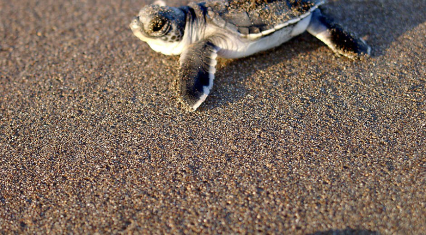 See more wildlife and less people. Green Season Image: A baby sea turtle crawls on the sand en route to the ocean.