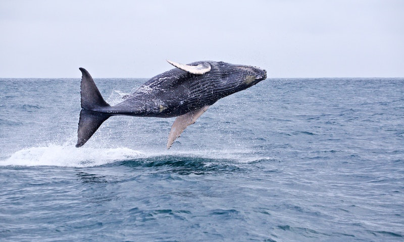 Green Season Image: A humpback whale has surfaced, and is about to splash back into the water.