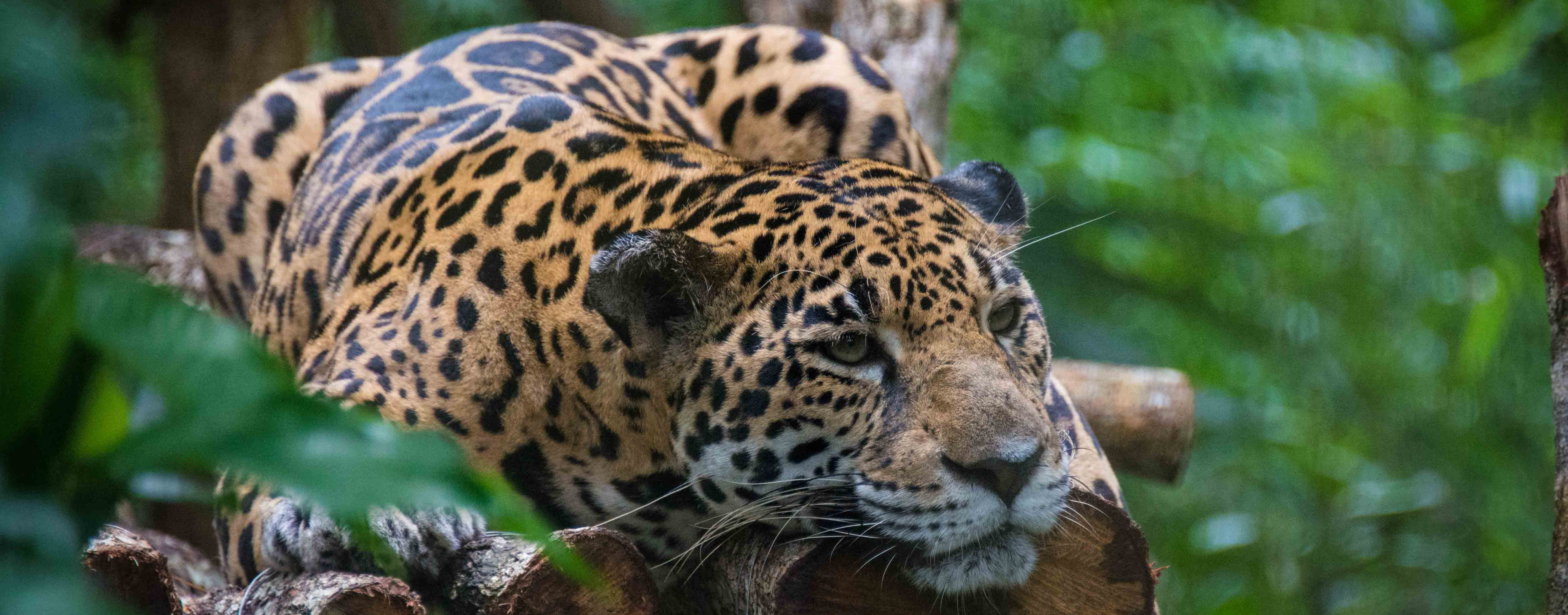 Don't let the relaxed demeanour fool you—this is a beautiful predator. Wildlife Experiences Image: A jaguar is stretched out on a tree.