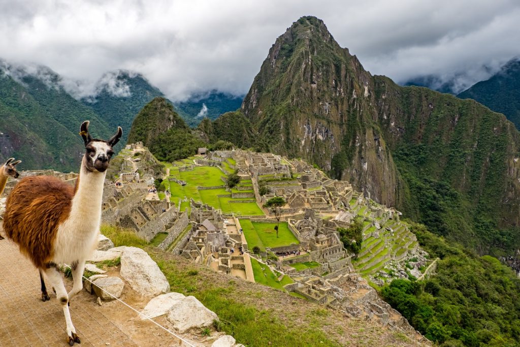 Nature's animals have a way of making these environments look deceptively easy. Machu Picchu Travel Image: Two llamas are in the foreground whilst Peru's Machu Picchu is in the background.