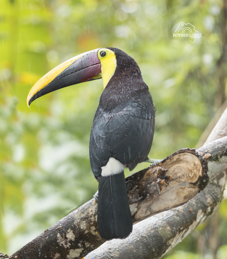 Land, air, and sea — no part of Costa Rica isn't vibrant and colorful. Make-A-Wish Costa Rica Image: A chestnut-mandibled toucan bird sits on a thick branch.