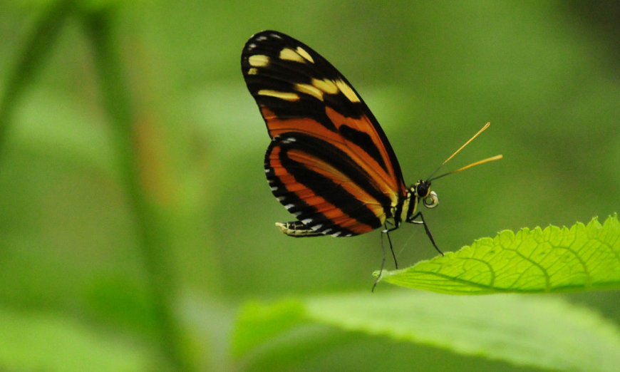 Monteverde Image: A butterfly rests on a leaf.