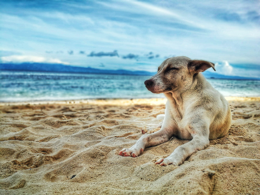 You won't be the only one who is happy when the move is complete. Moving Abroad Image: A dog sits on a sandy beach—eyes closed and a slight smile.