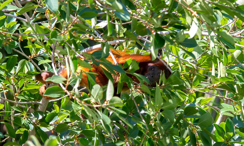 Peekaboo! We see you... Nature Image: A red primate (not an orangutan) sits amidst leafy green branches, and watches the primate taking this photograph.