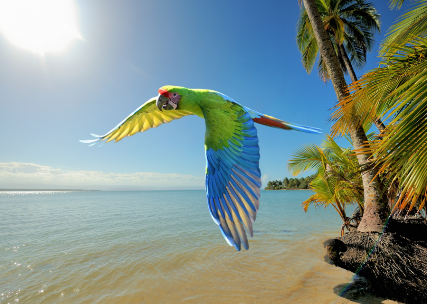 Pacific vs Caribbean Costa Rica — Which Coast is Right for You?