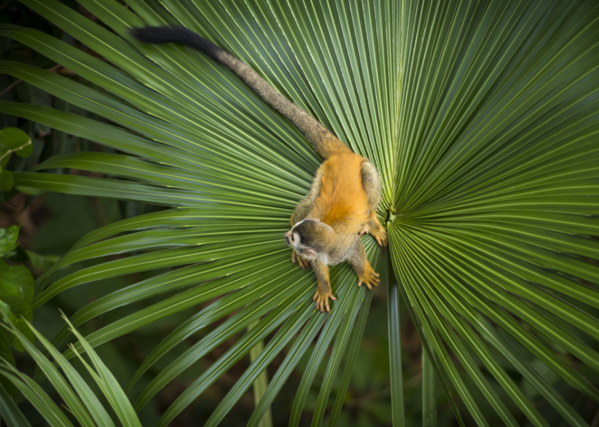 Pacific and Caribbean Costa Rica Image: A squirrel monkey sits on a palm frond.