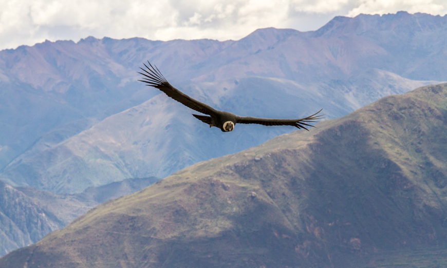 Sometimes you forget how awestruck nature can leave you, until you see something like this. Peru Group Tour Image: A condor soars against the landscape.