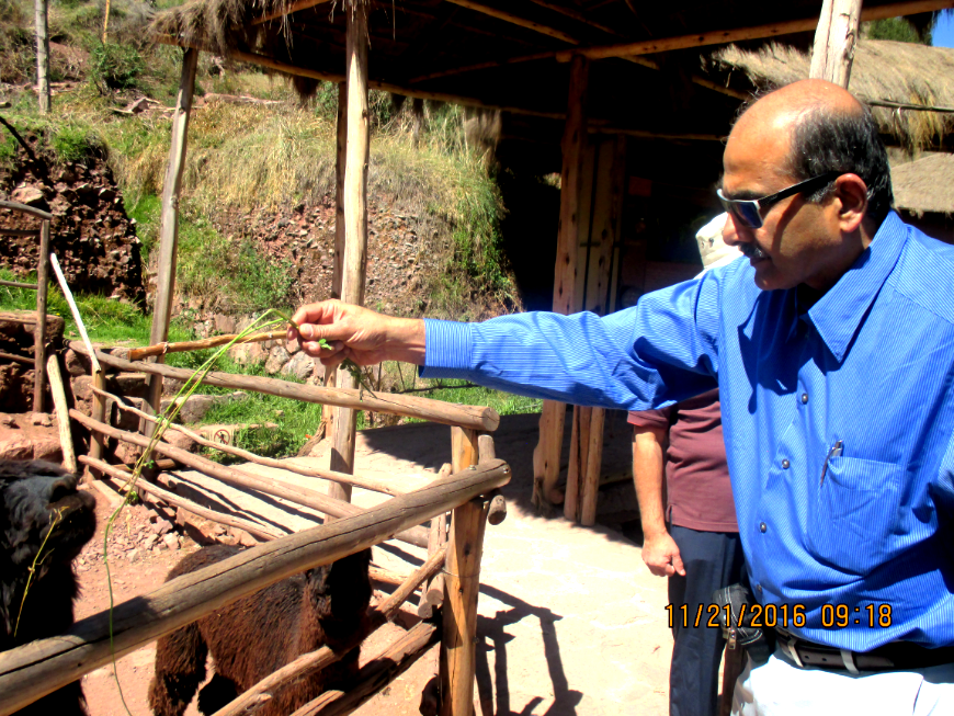 #YUM! ...If you're a llama. Peru Group Tour Image: Photograph of Mr. Nayak feeds a llama who is standing behind a wooden gate.