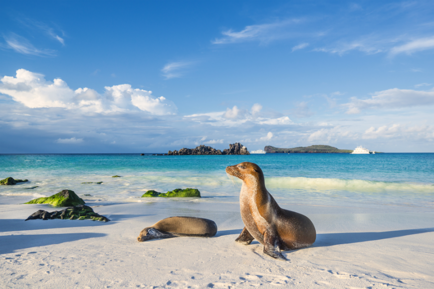 One word: sublime. Ecuador Wildlife Image: Two sea lions lounge off the shore of an island within the Galápagos.