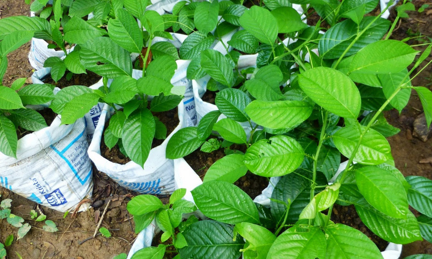If you find something good to do that you enjoy, you'll keep doing good. Sustainable Tourism Entrepreneurs Image: Green seedlings waiting to be planted.