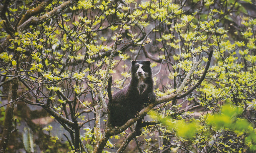 You may be passing through, but our friend in the tree calls this place home. Sustainable Travel In Peru Image: A spectacled bear sits in a tree.