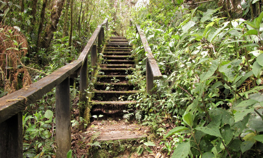 We must always climb higher and aspire to do better. Sustainable Travel Image: A trail including wooden steps leads deeper into a green jungle.