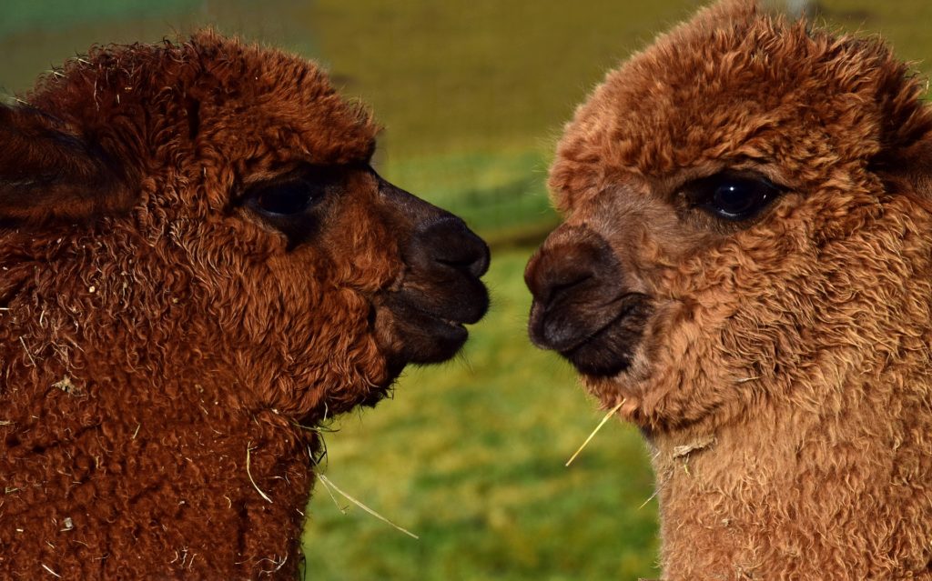 It kind of seems like these alpacas are having a chat. We'd better not interrupt. Unique Peru Image: Two brown alpacas appear to be chatting with each other.