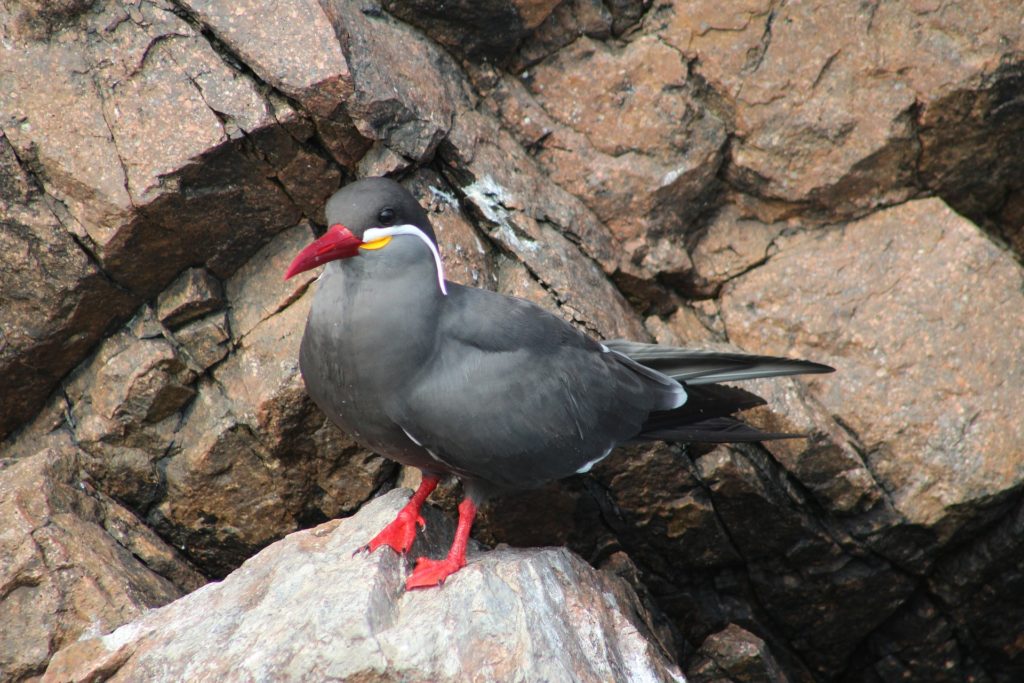 It's your 'tern' for adventure! ...Again, with the horrible puns. Unique Peru Image: An Inca tern (red feet, dark smoky grey body, red beak, yellow and white accent on the neck and face).