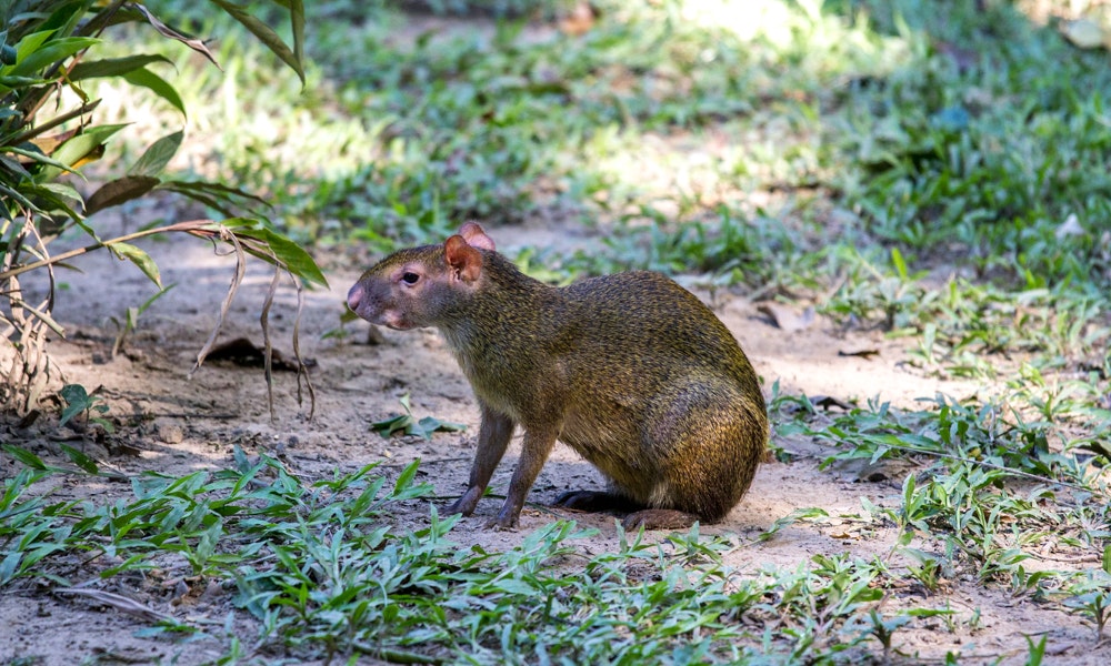 So, what's there to do around here? Unique Peru Image: A brown animal similar to a smaller version of a capybara sits in dirt, foliage, and sunlight.
