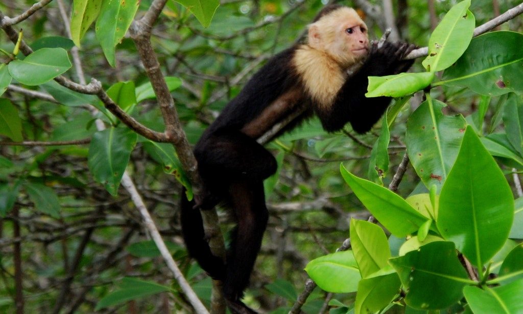 *Sigh* These trees all look so similar! How am I supposed to know where to meet Beth? What To Pack: A capuchin monkey stretches out in a tree with a somewhat bemused facial expression.