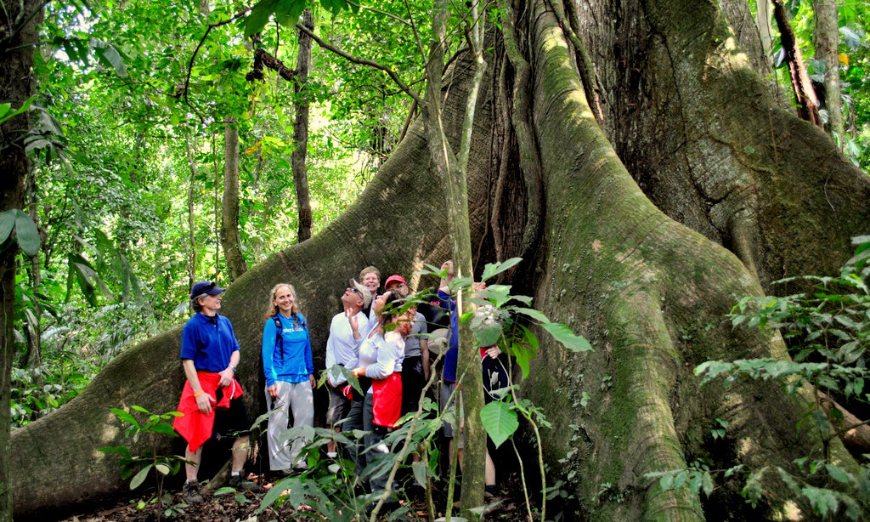 The magnitude of nature is extraordinary when seen up-close. Why Choose A Travel Agent Image: A tour group stands at the base of a great tree in a jungle.
