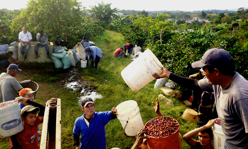 Working together and benefitting from the land is one of the oldest ways to foster a happy and productive society. Why Is Costa Rica The Happiest Country Image: A variety of people are harvesting coffee cherries.