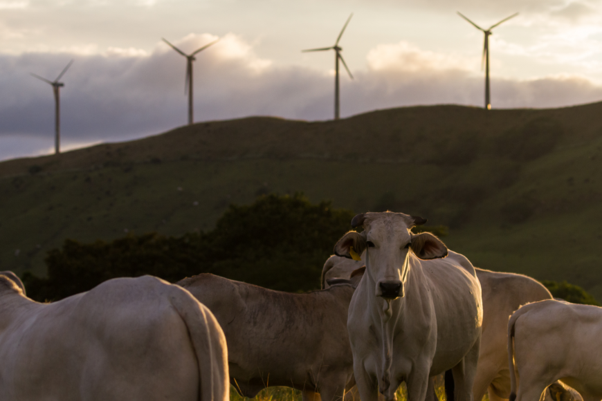Grazing cows and wind turbines—agriculture and sustainable energy. Simple, yet crucial to future happiness. Why Is Costa Rica The Happiest Country Image: Cows graze in a green field, wind turbines dot the landscape in the background.